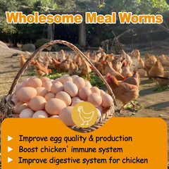HATORTOP mealworms in a chicken feeder providing high-protein boost