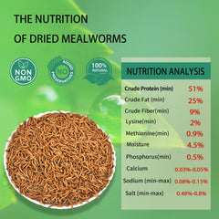hatortpet close-up texture of dried mealworms highlighting protein-rich quality