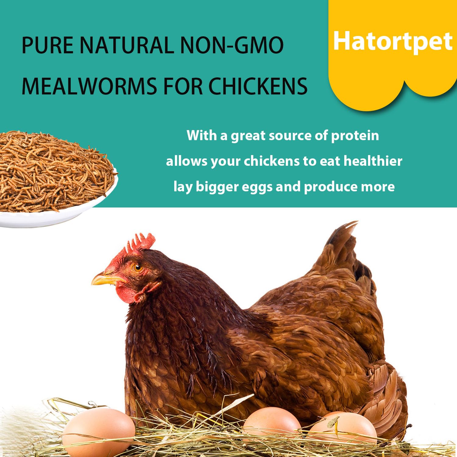 hatortpet in chicken coop offered as treat promoting natural foraging behavior