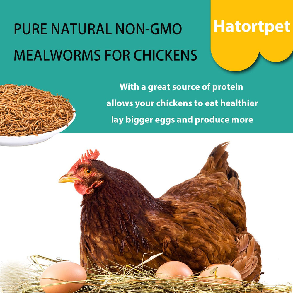 hatortpet in chicken coop offered as treat promoting natural foraging behavior