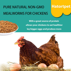 hatortpet in chicken coop offered as treat promoting natural foraging behavior