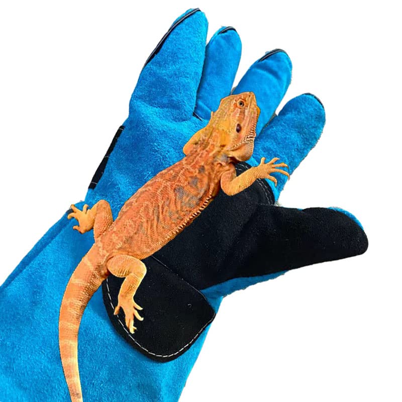 Haulonda glove grasping a bird with secure control and safety