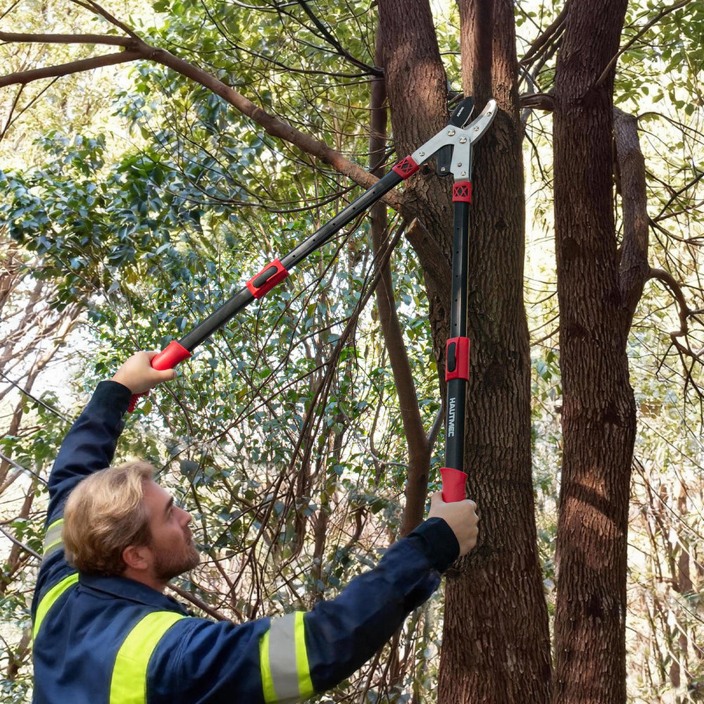 HAUTMEC loppers in use pruning a small tree demonstrating labor‑saving leverage