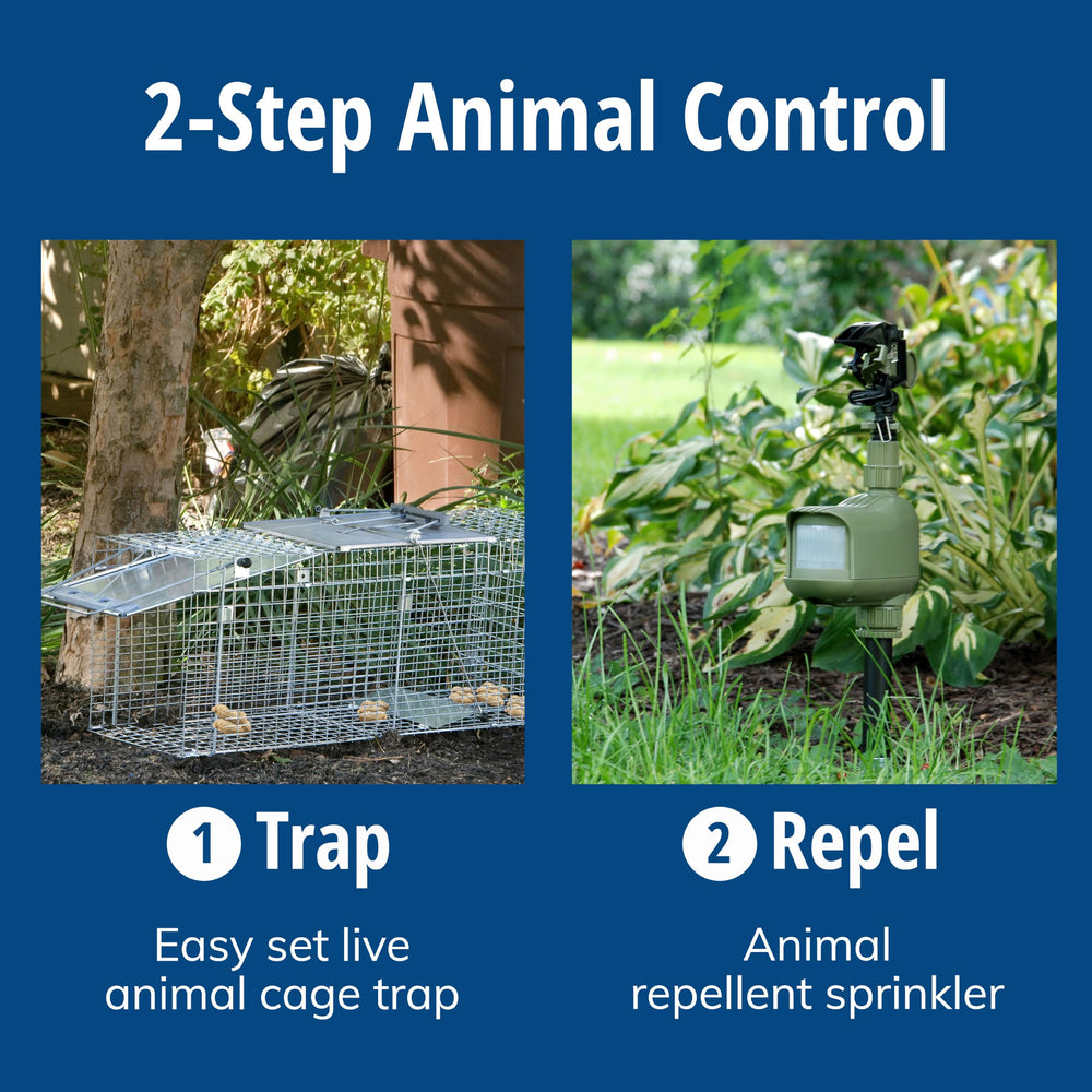 HAVAHART open trap demonstrating one-handed Easy Set release and safe animal removal