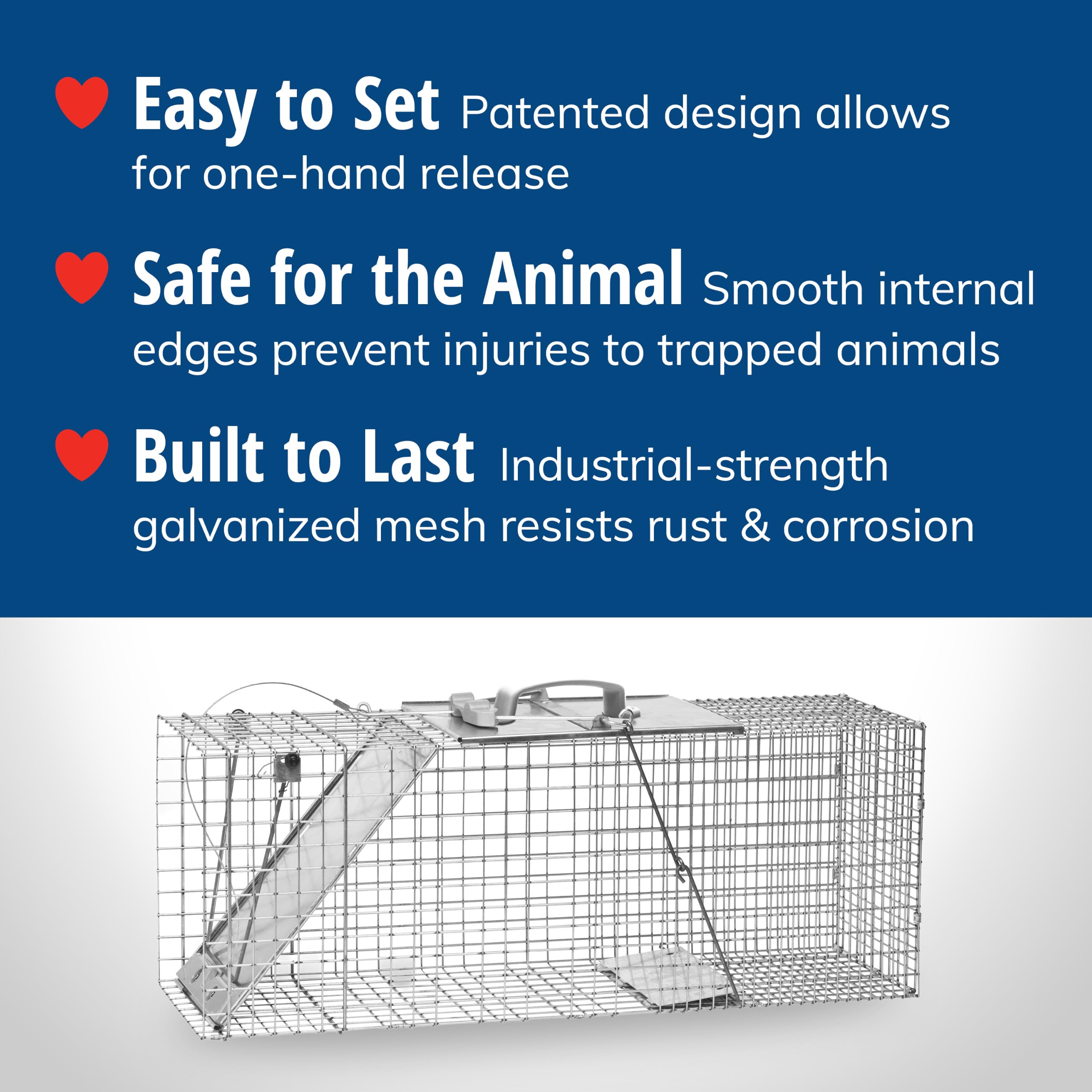 HAVAHART trap in use containing raccoon showing effective humane capture in the field