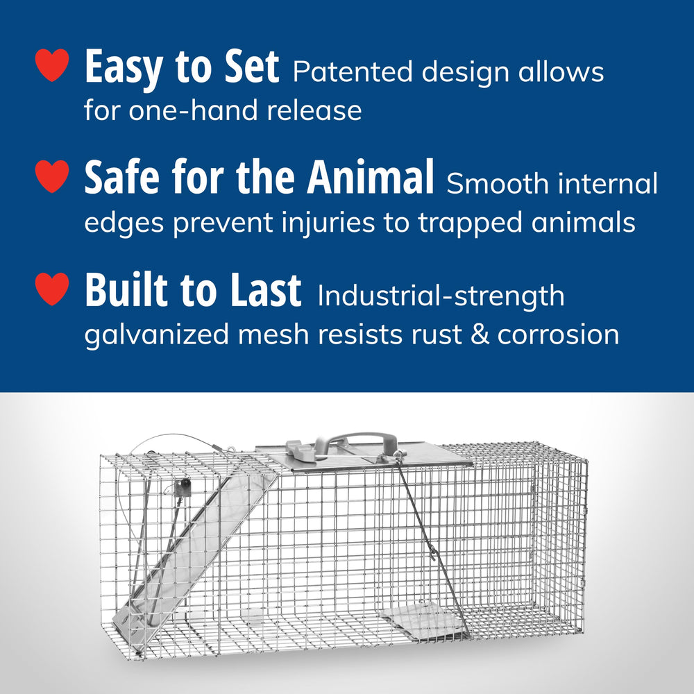 HAVAHART trap in use containing raccoon showing effective humane capture in the field