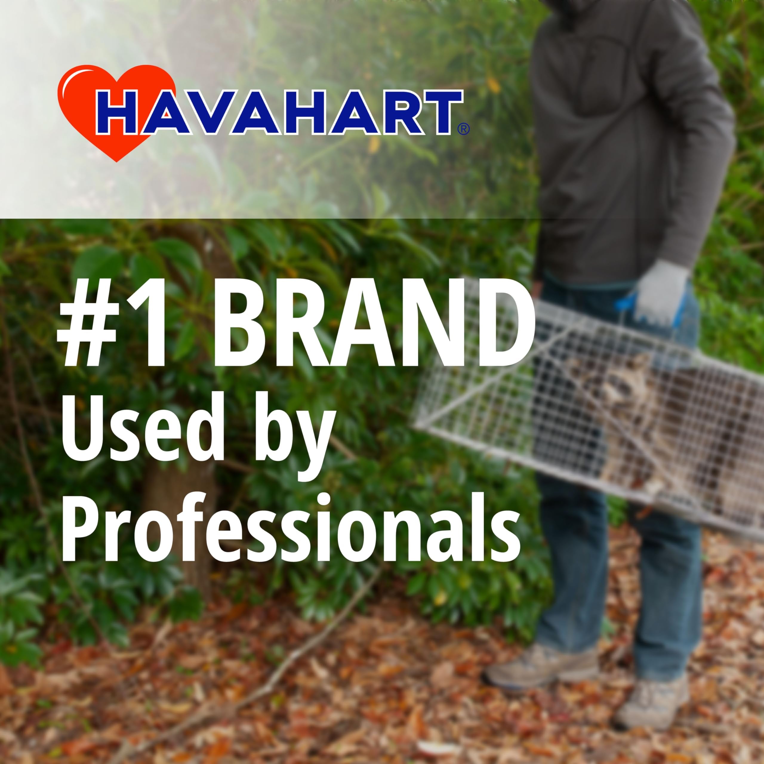 HAVAHART trap in use with a captured raccoon illustrating effective containment