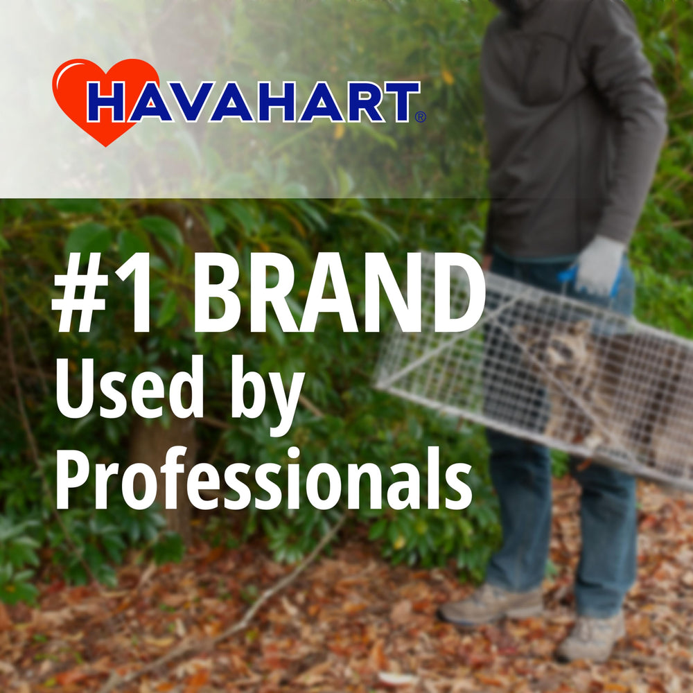 HAVAHART trap in use with a captured raccoon illustrating effective containment