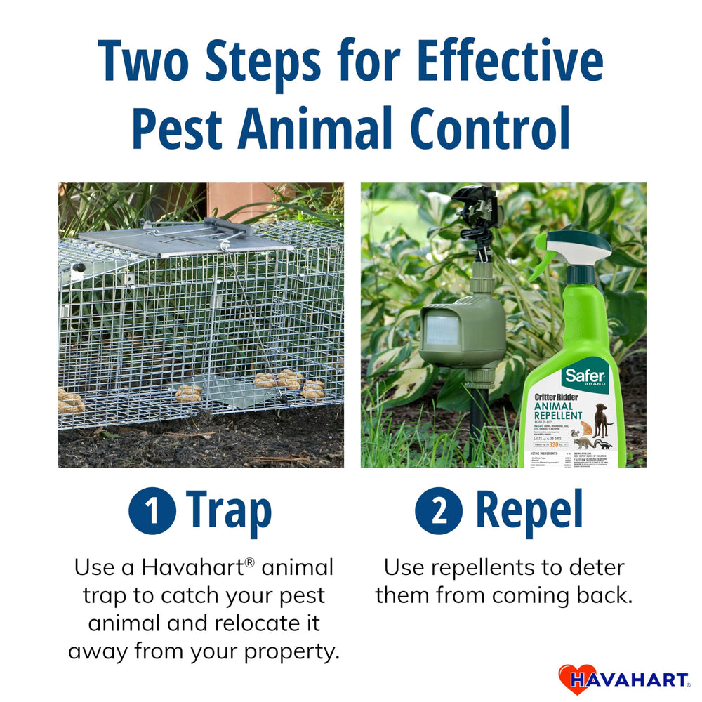 HAVAHART trap set in yard showing humane live capture in outdoor use