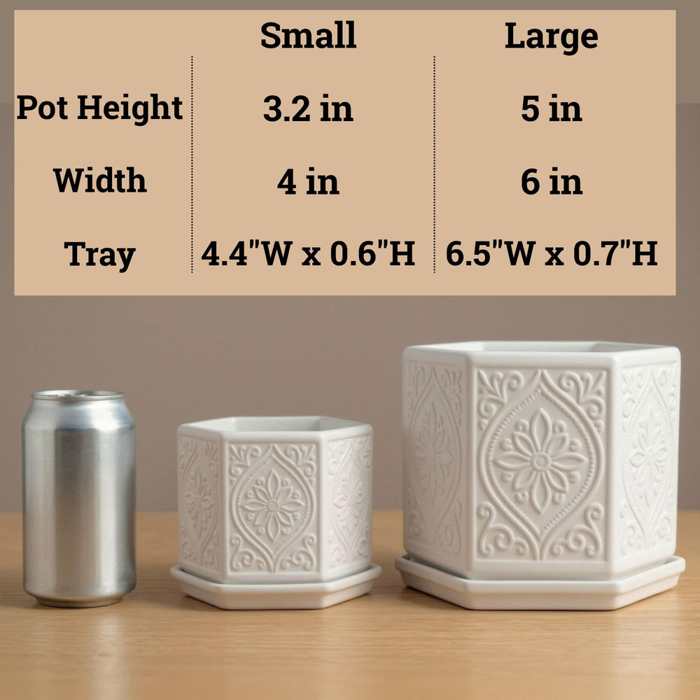 HB Design Co. pot holding succulent showing plant support and decorative value