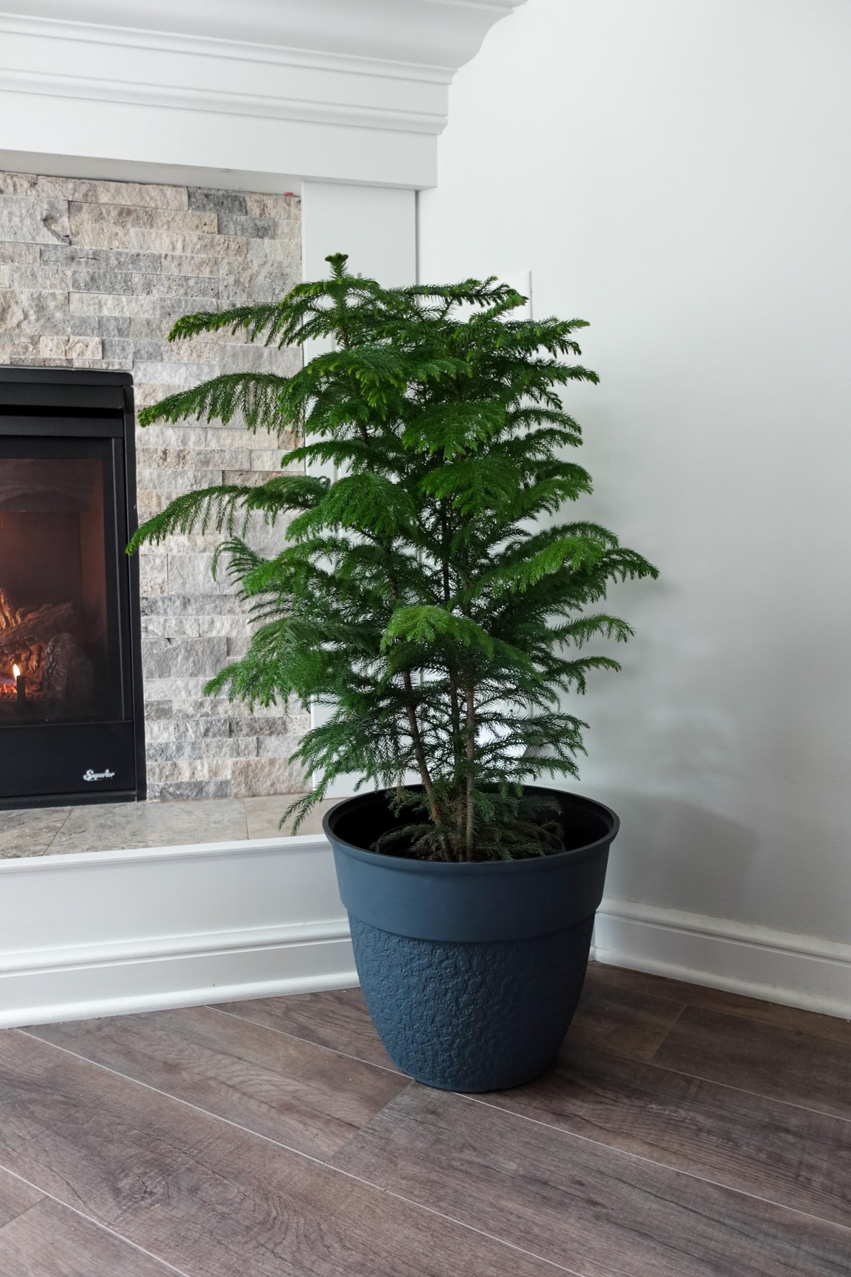 The HC Companies planter holding a fiddle-leaf fig indoors showing aesthetic and function