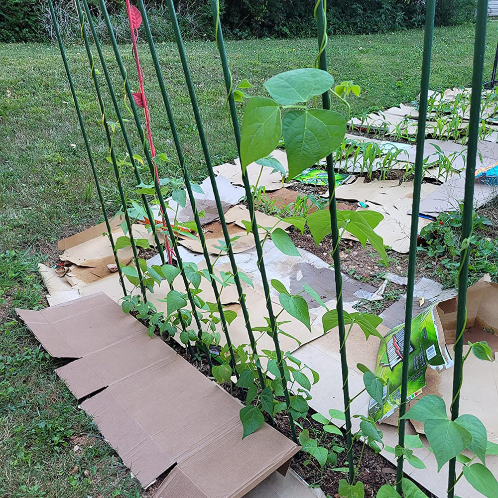 Hdeoops stakes supporting tomato plants for stronger vertical growth