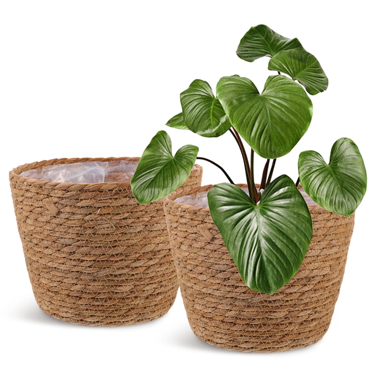 Healifty front view of two woven seagrass planter baskets showing rustic appeal and protection