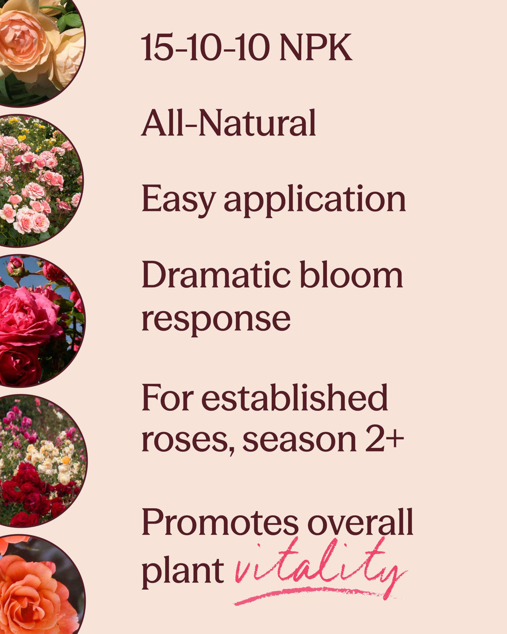 Heirloom Roses being applied as a top dressing around an established rose for steady seasonal feeding