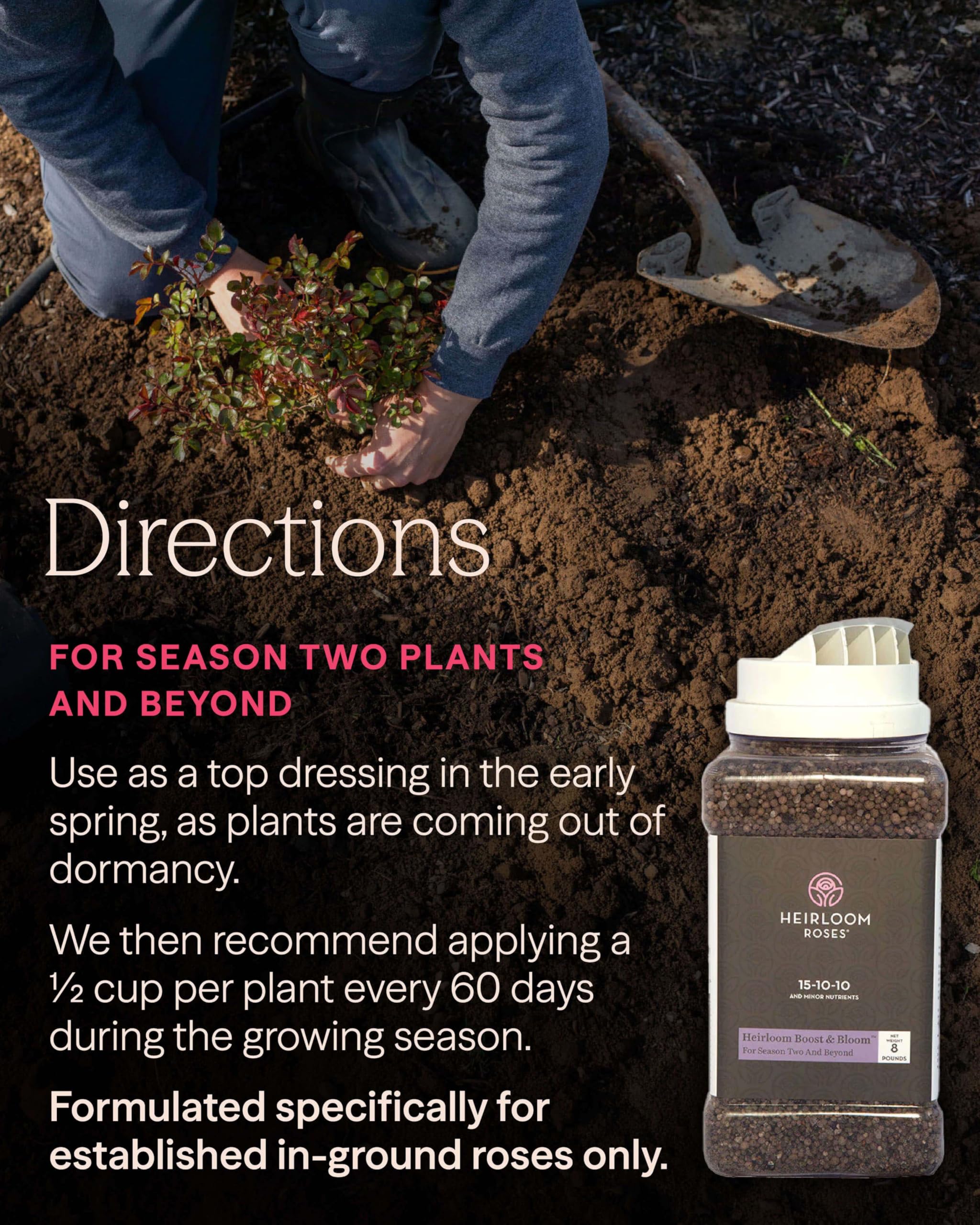 Heirloom Roses result comparison with fuller blooms and healthier foliage after regular use
