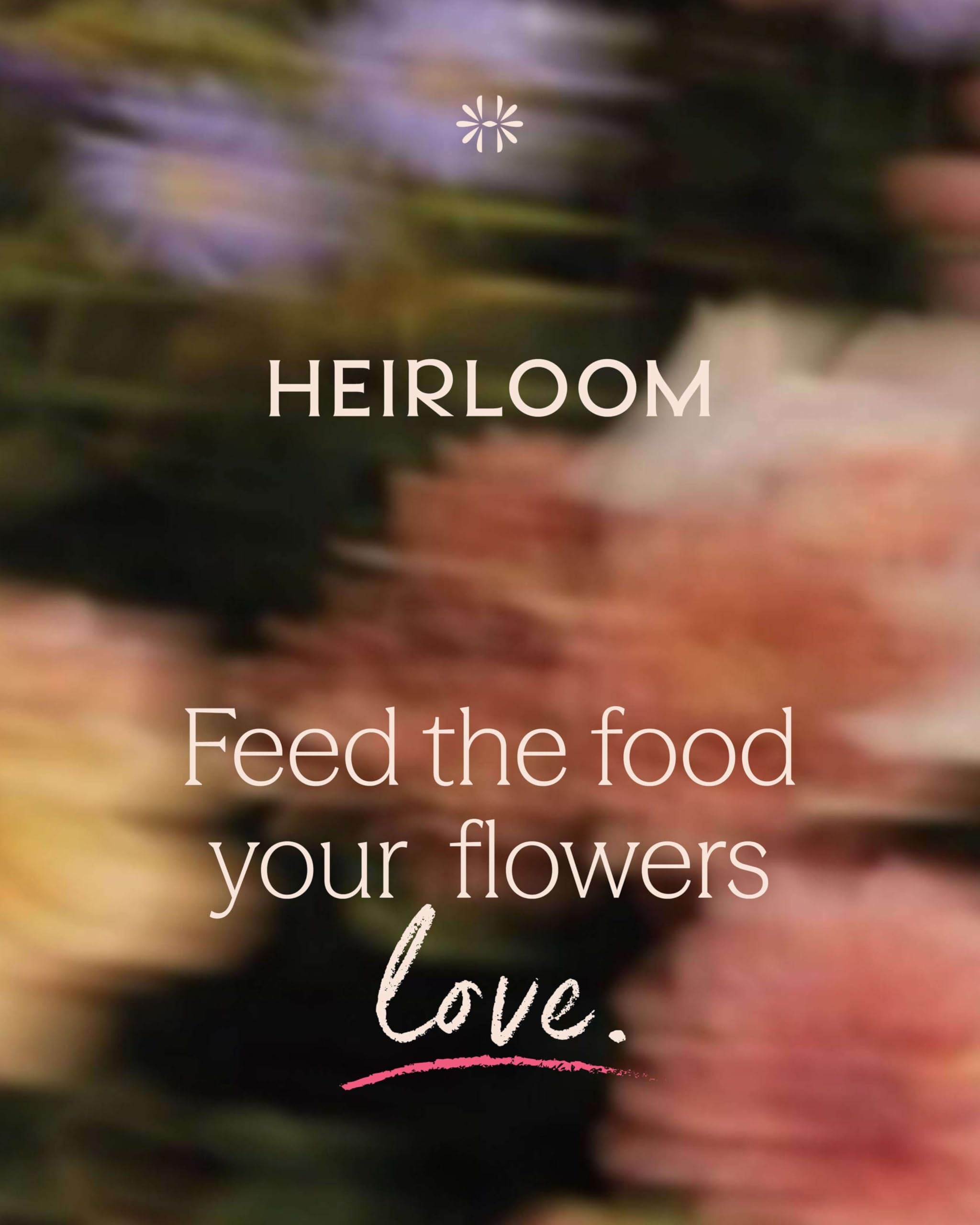 Heirloom Roses in a garden setting beside mature rose bushes to showcase real-world benefits