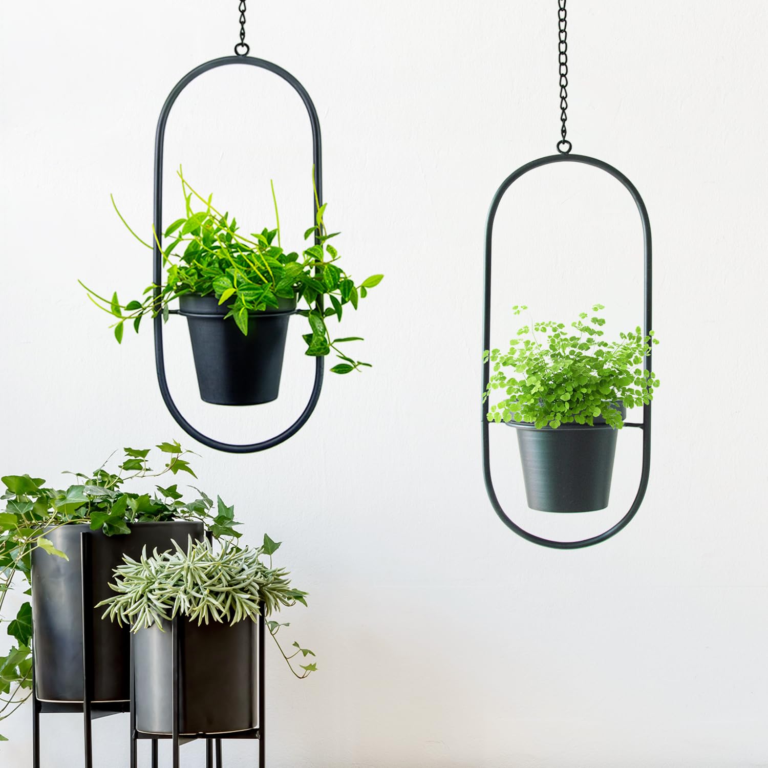 HemePaha mounted on wall with succulent demonstrating compact vertical gardening advantage