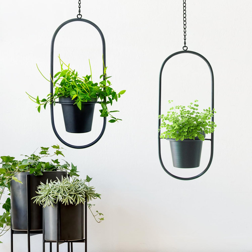 HemePaha mounted on wall with succulent demonstrating compact vertical gardening advantage