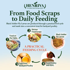 henriva hand feeding chicken treat improving flock bonding