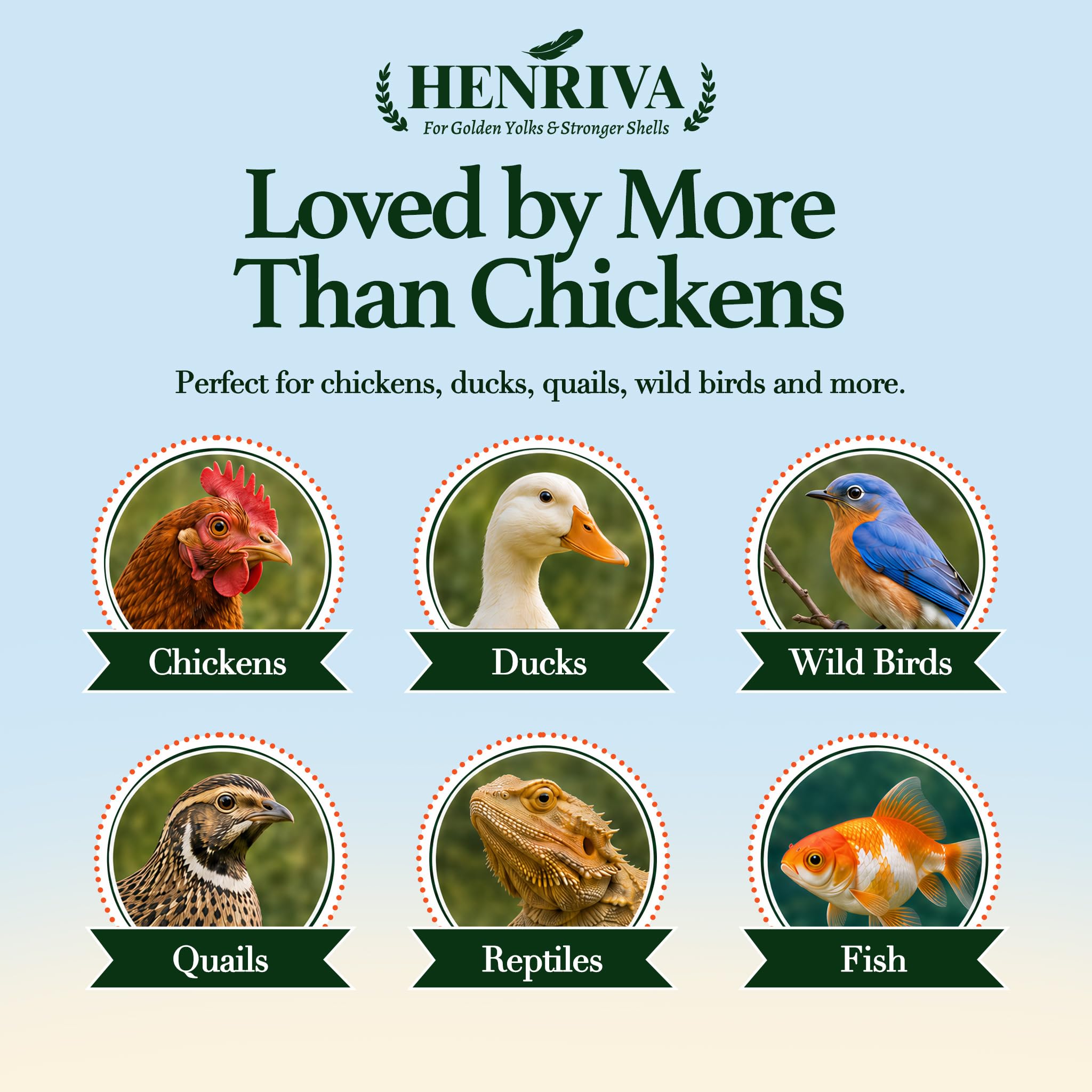 henriva mixing into chicken feed bowl boosting diet density