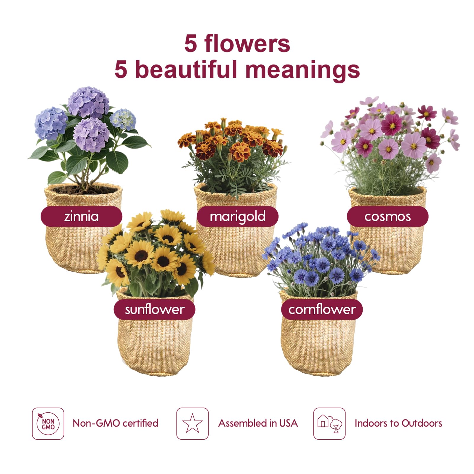 Herbsy five sealed seed packets displayed to show variety and freshness