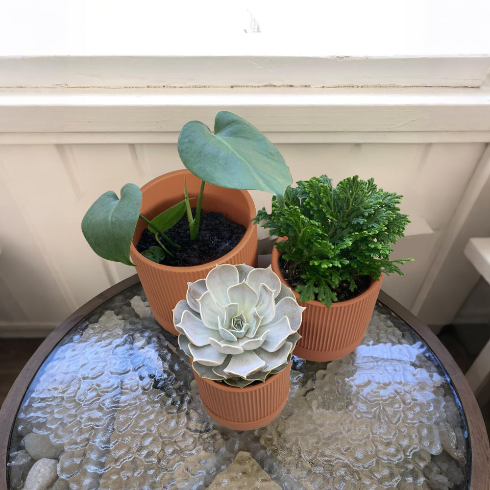 HERDUK three pots side-by-side showing size comparison for plant selection