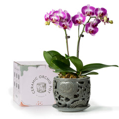 HERDUK front view of dark gray ceramic orchid pot showing elegant shape and drainage