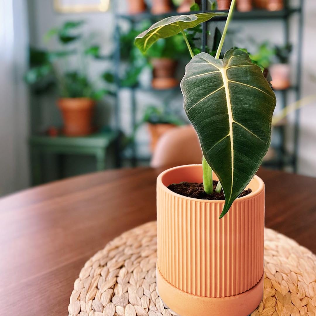 HERDUK hands potting a plant showing ease of use and hobby-friendly design