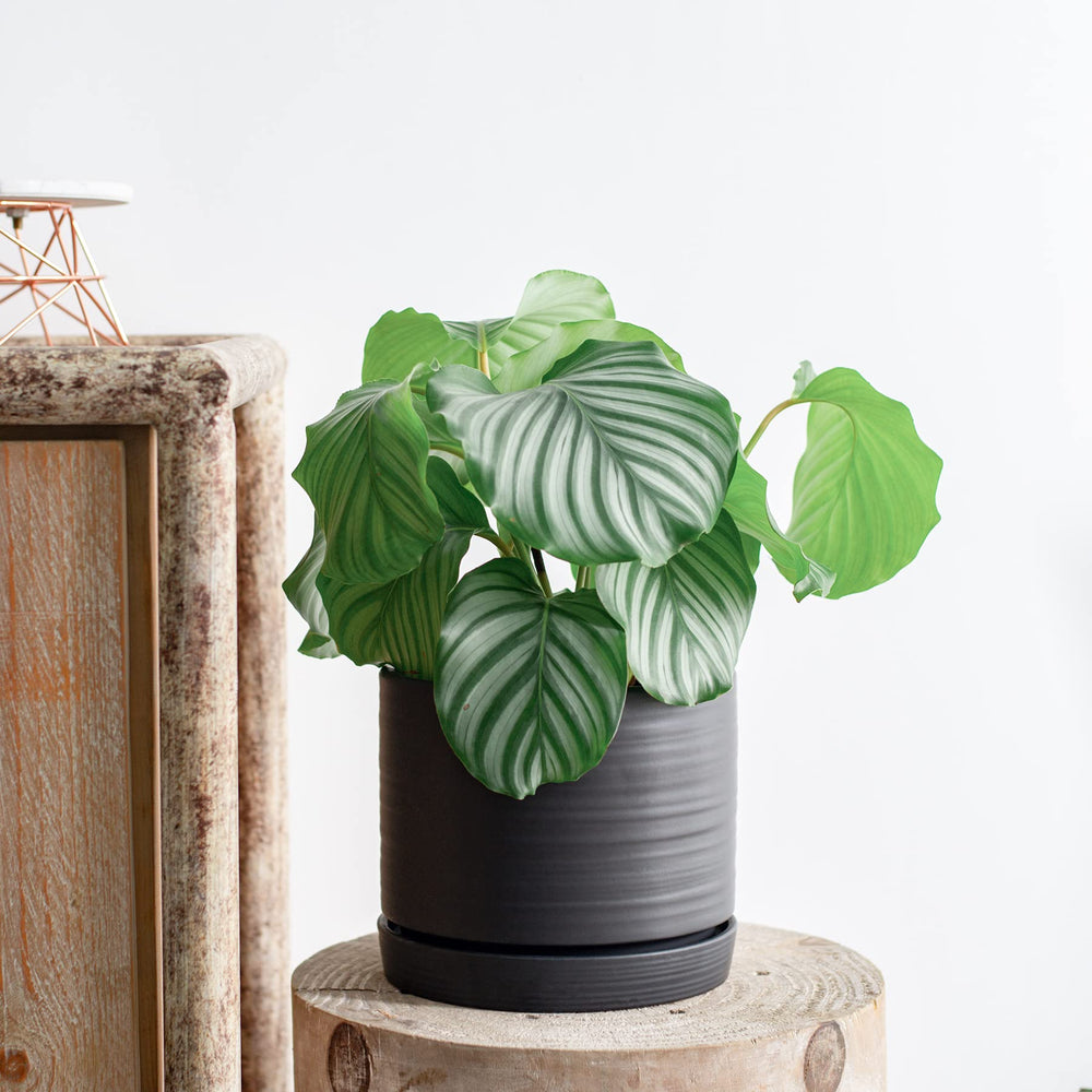 HERDUK planter grouped on patio table with plants, creates cohesive outdoor styling and atmosphere