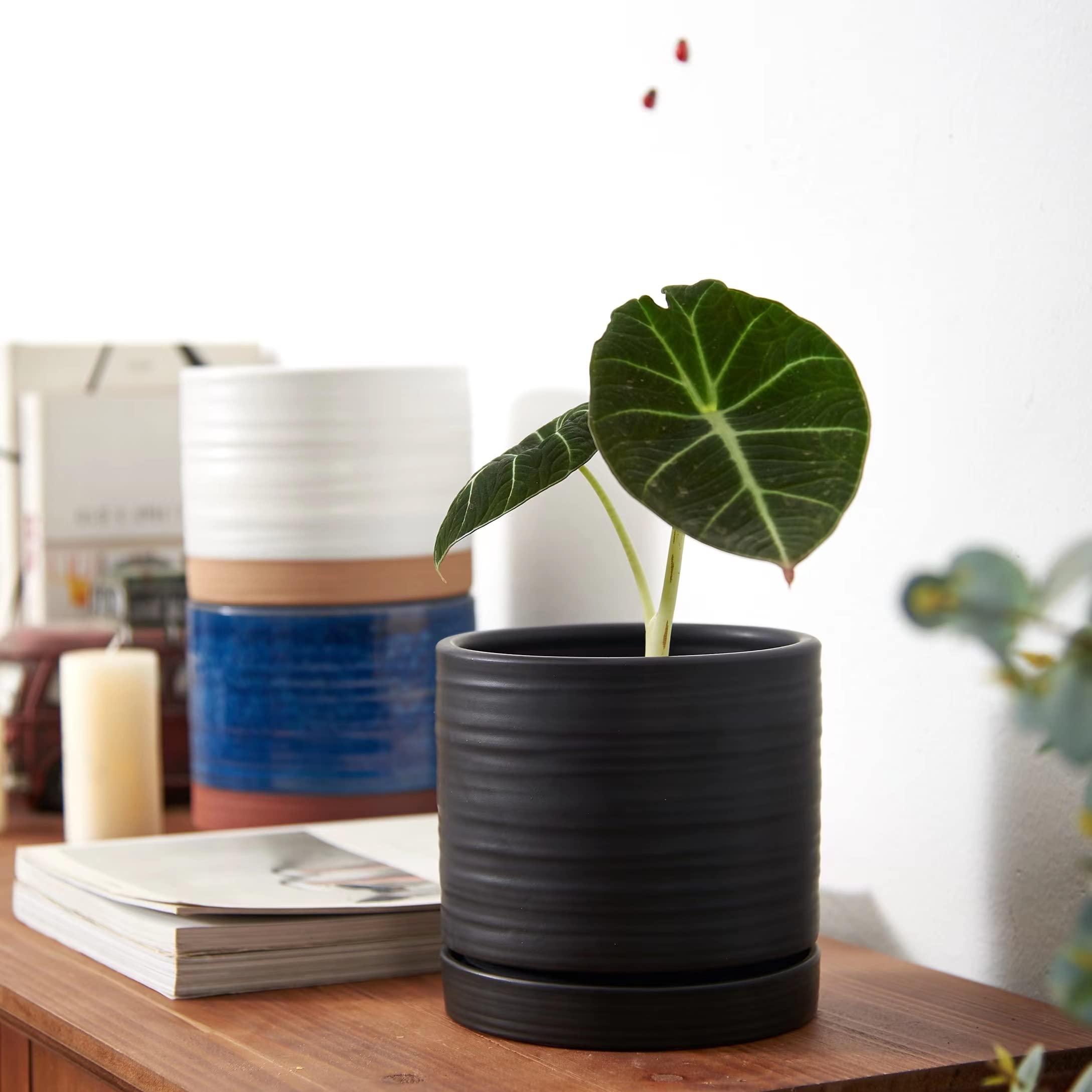 HERDUK on windowsill lifestyle setting adding modern décor and space-saving benefit