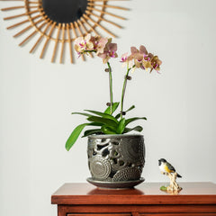 HERDUK orchid planted in the pot demonstrating healthy placement and presentation