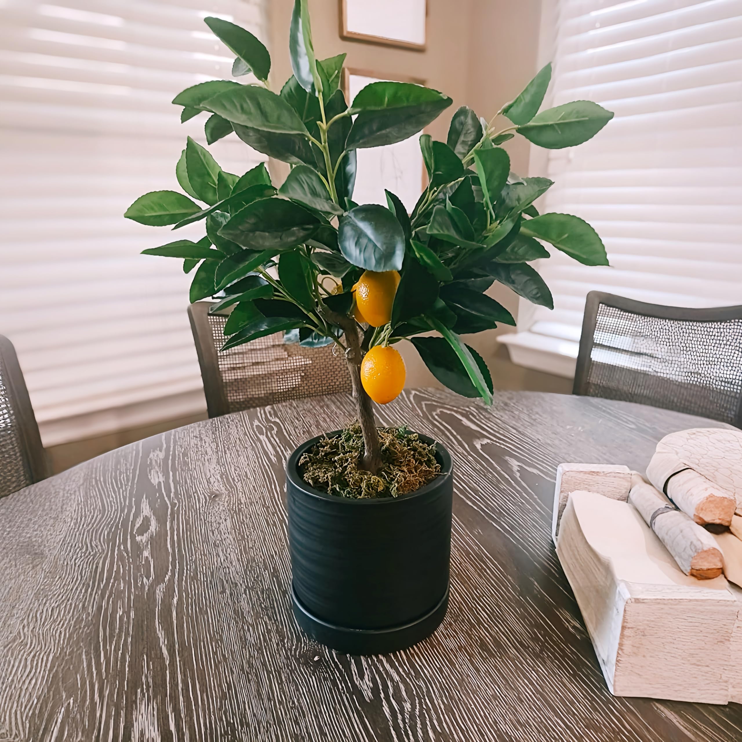 HERDUK plant in pot succulent display showcasing healthy foliage contrast with matte finish