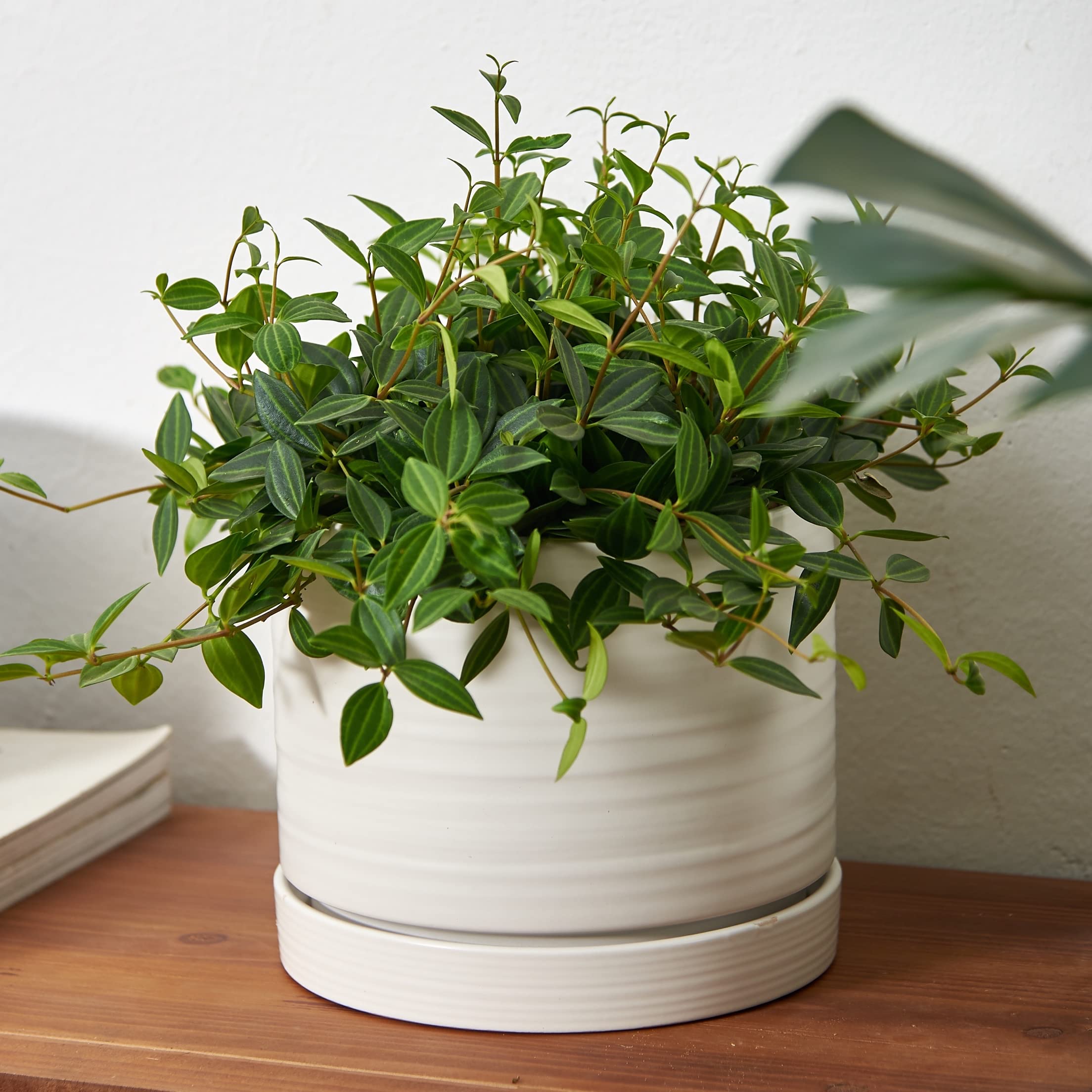 HERDUK side profile showing wide base for improved plant stability