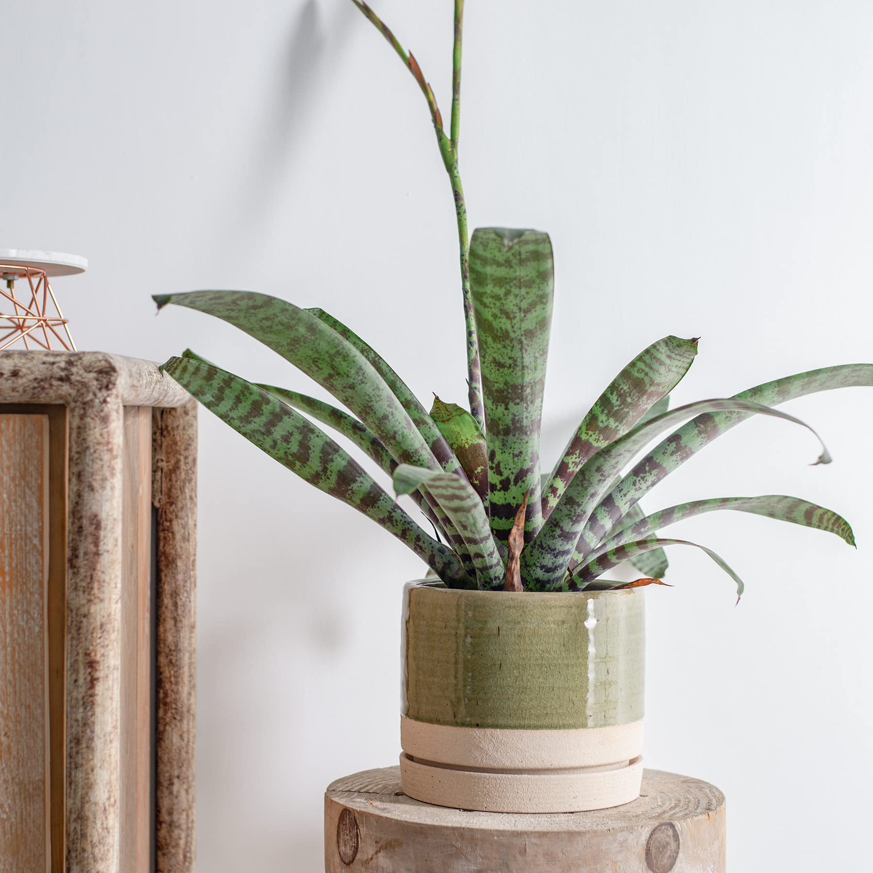 HERDUK planter beside ruler showing 6 inch scale for plant sizing clarity