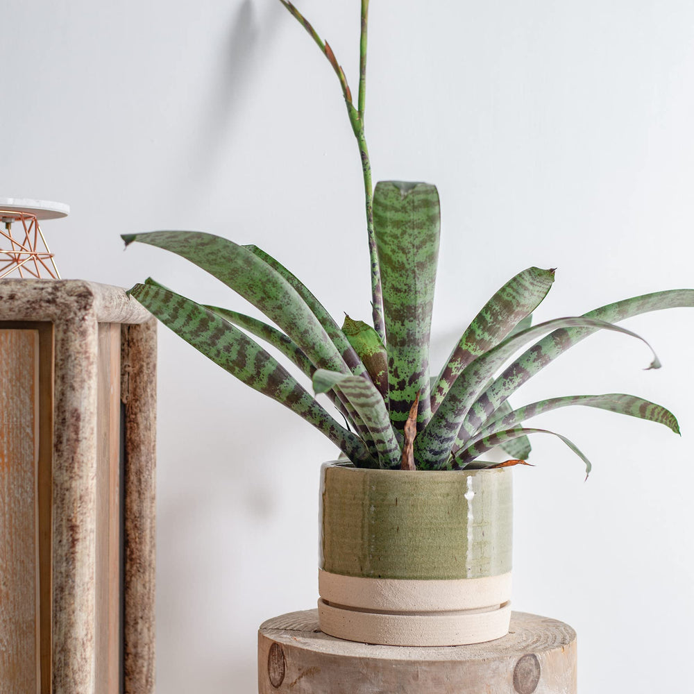 HERDUK planter beside ruler showing 6 inch scale for plant sizing clarity