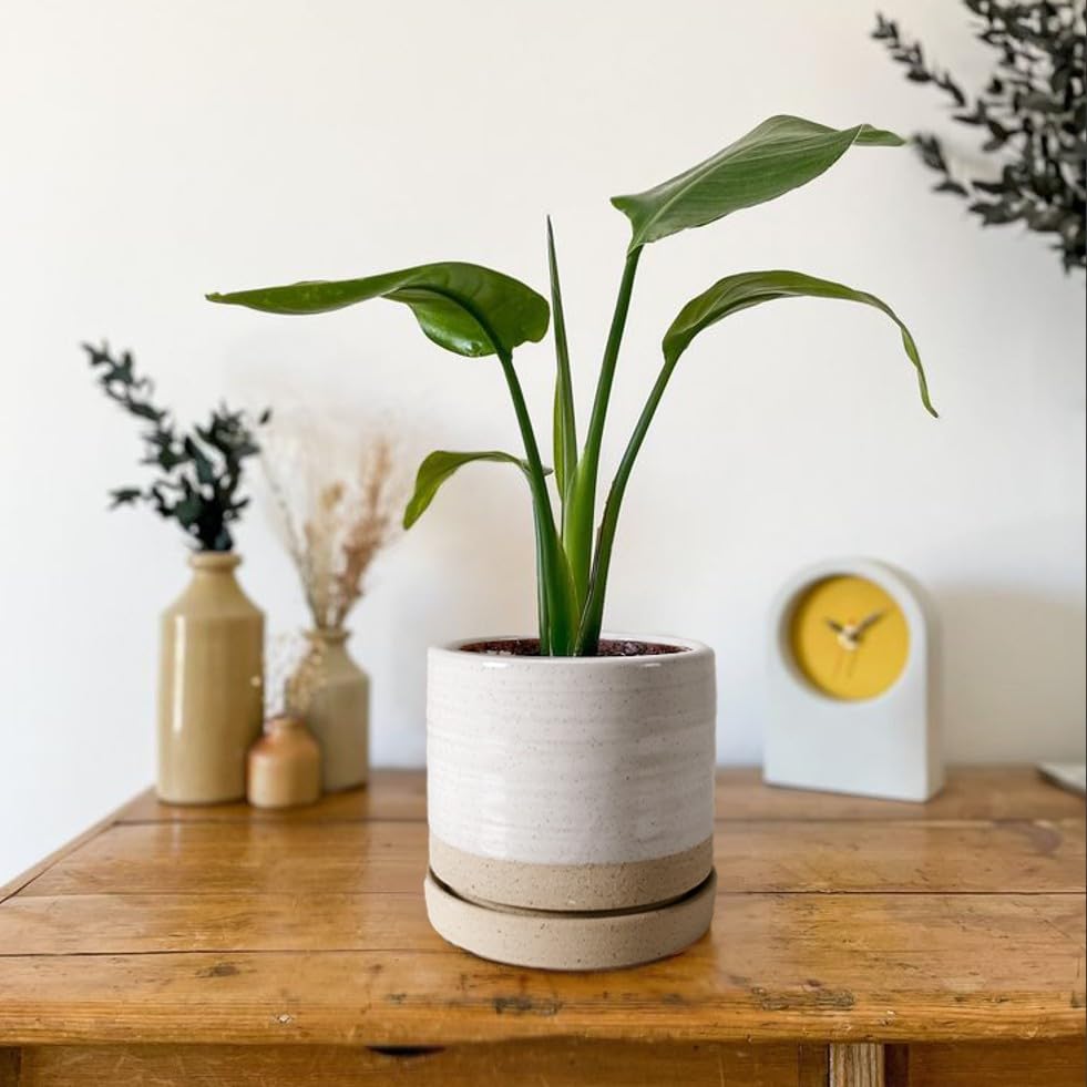 HERDUK planter on windowsill with herbs showing space-saving benefit