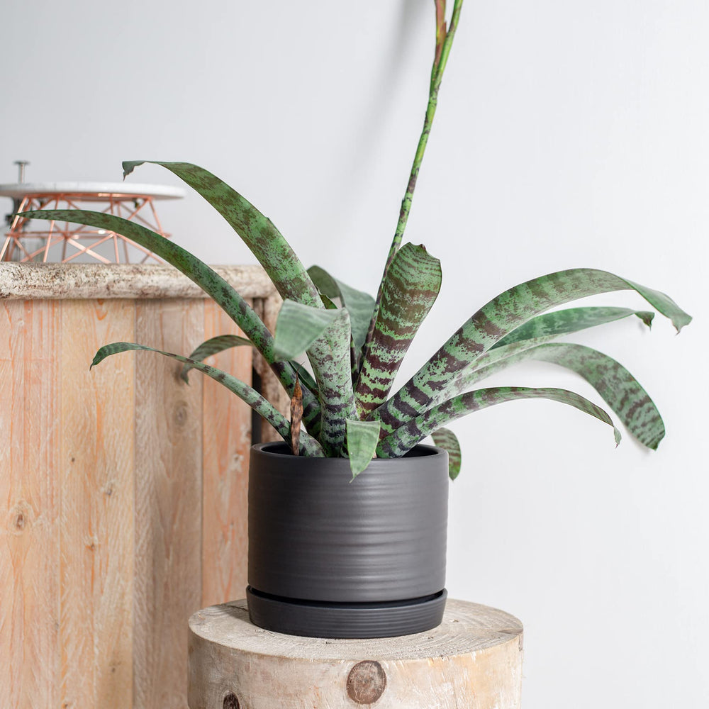 HERDUK close-up of circular textured glaze highlighting pattern and premium matte look