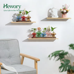Hewory propagation station in a sunny window sill promoting healthy rooting