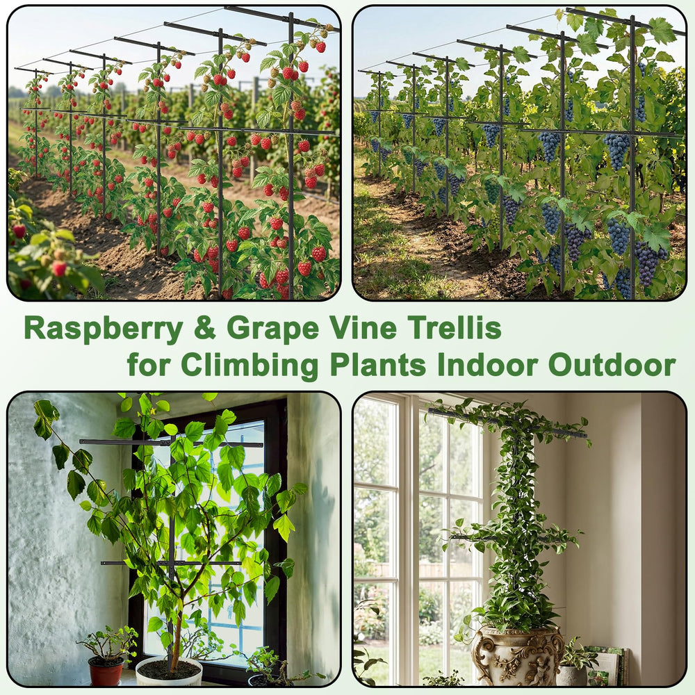 HEYTIMI trellis holding grape vines upright for easier harvesting