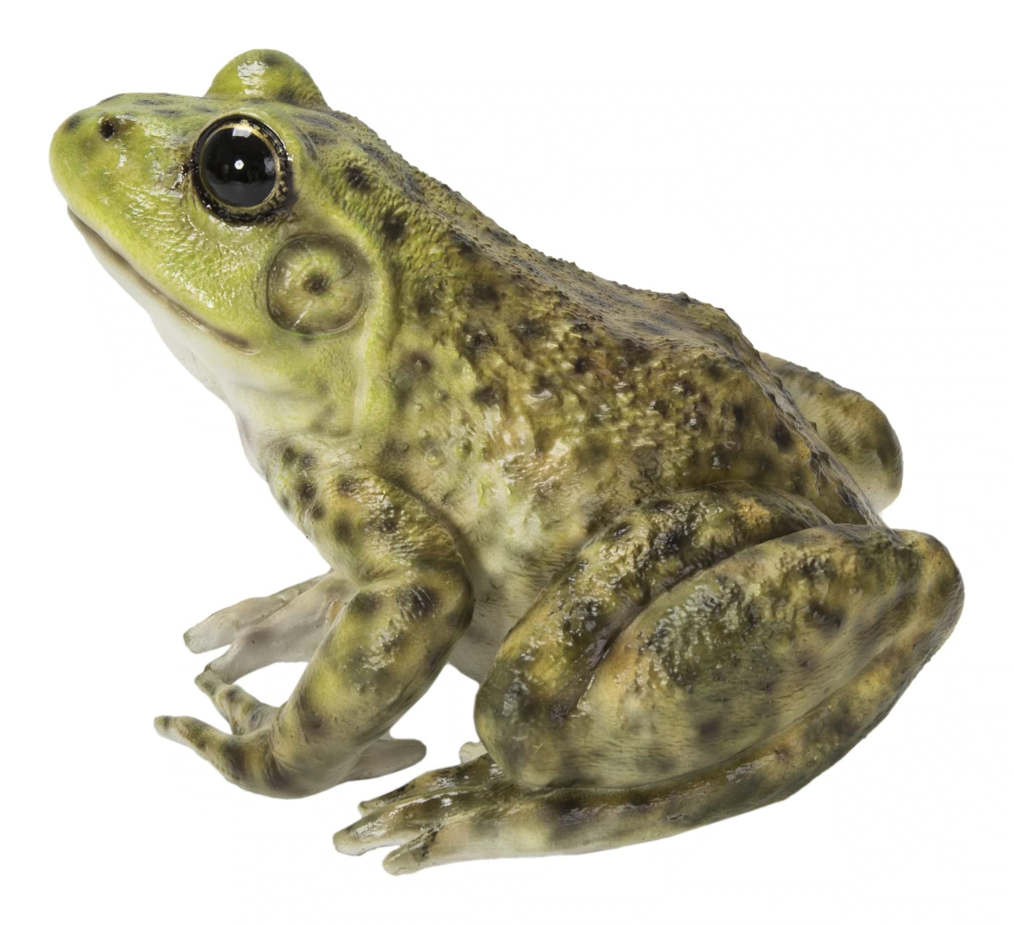 HI-LINE bullfrog side profile highlighting realistic shape and pose
