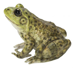HI-LINE bullfrog side profile highlighting realistic shape and pose