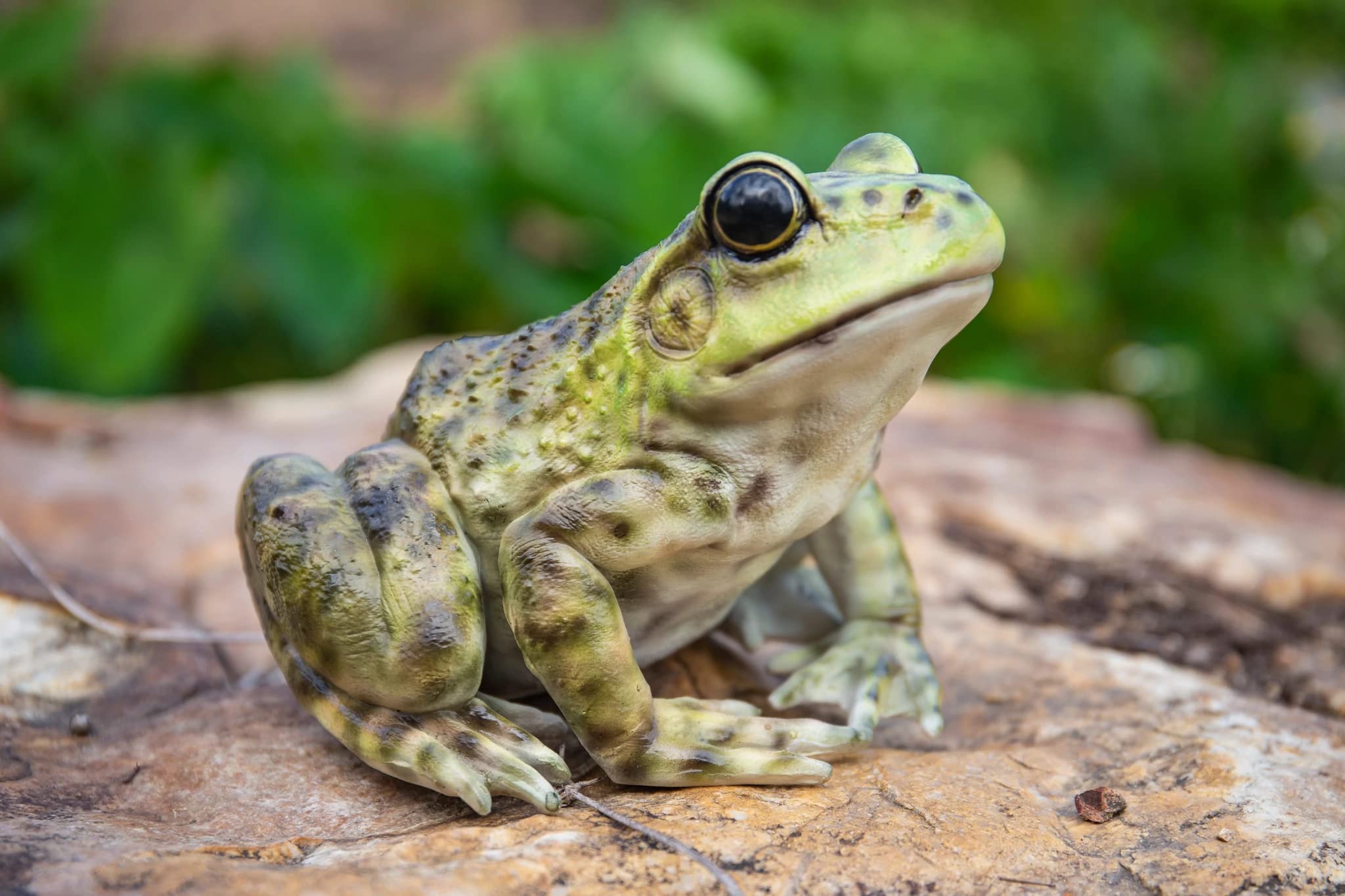 HI-LINE bullfrog next to hand for scale showing compact, portable size