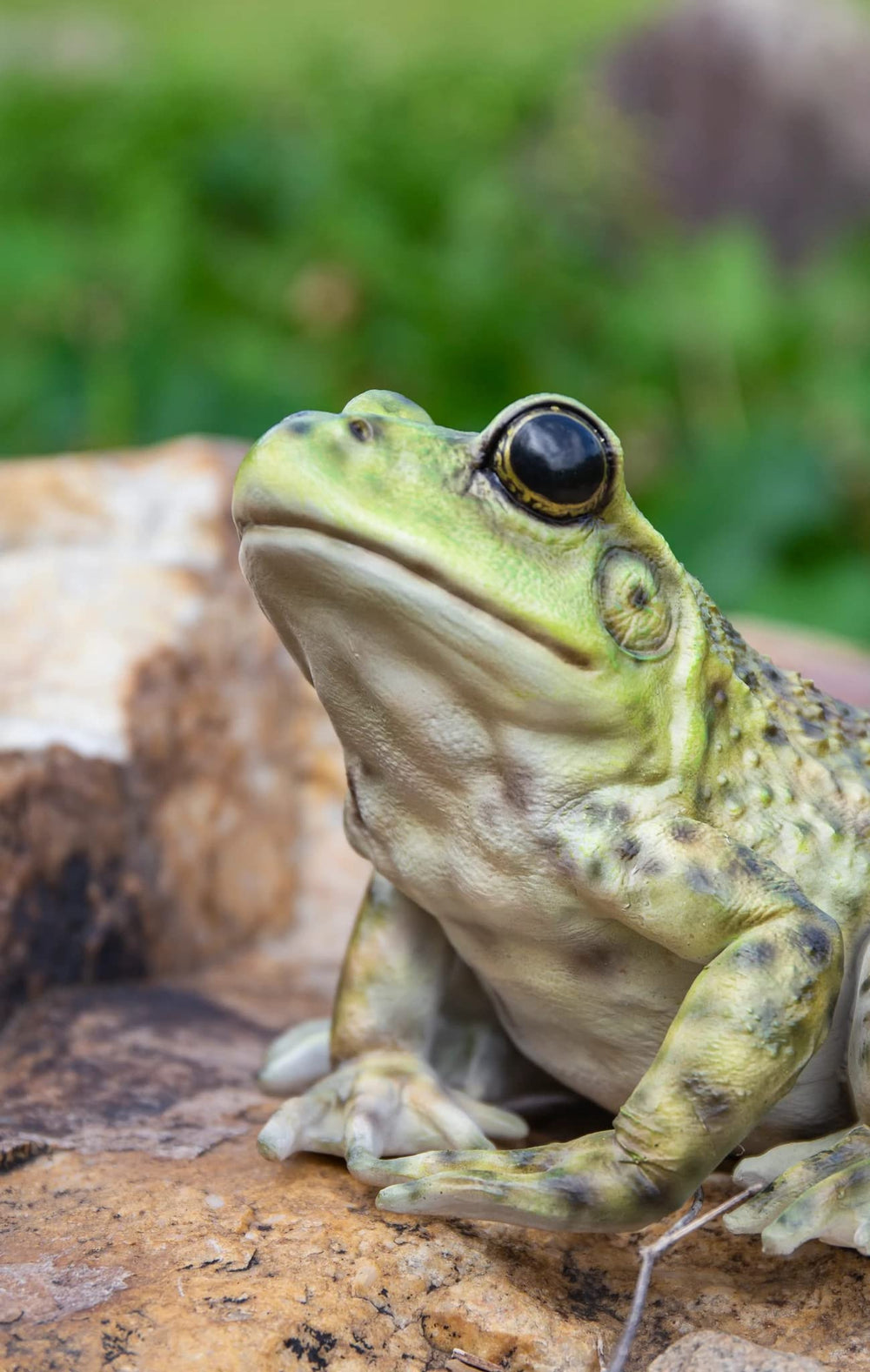 HI-LINE bullfrog on tabletop demonstrating indoor styling versatility