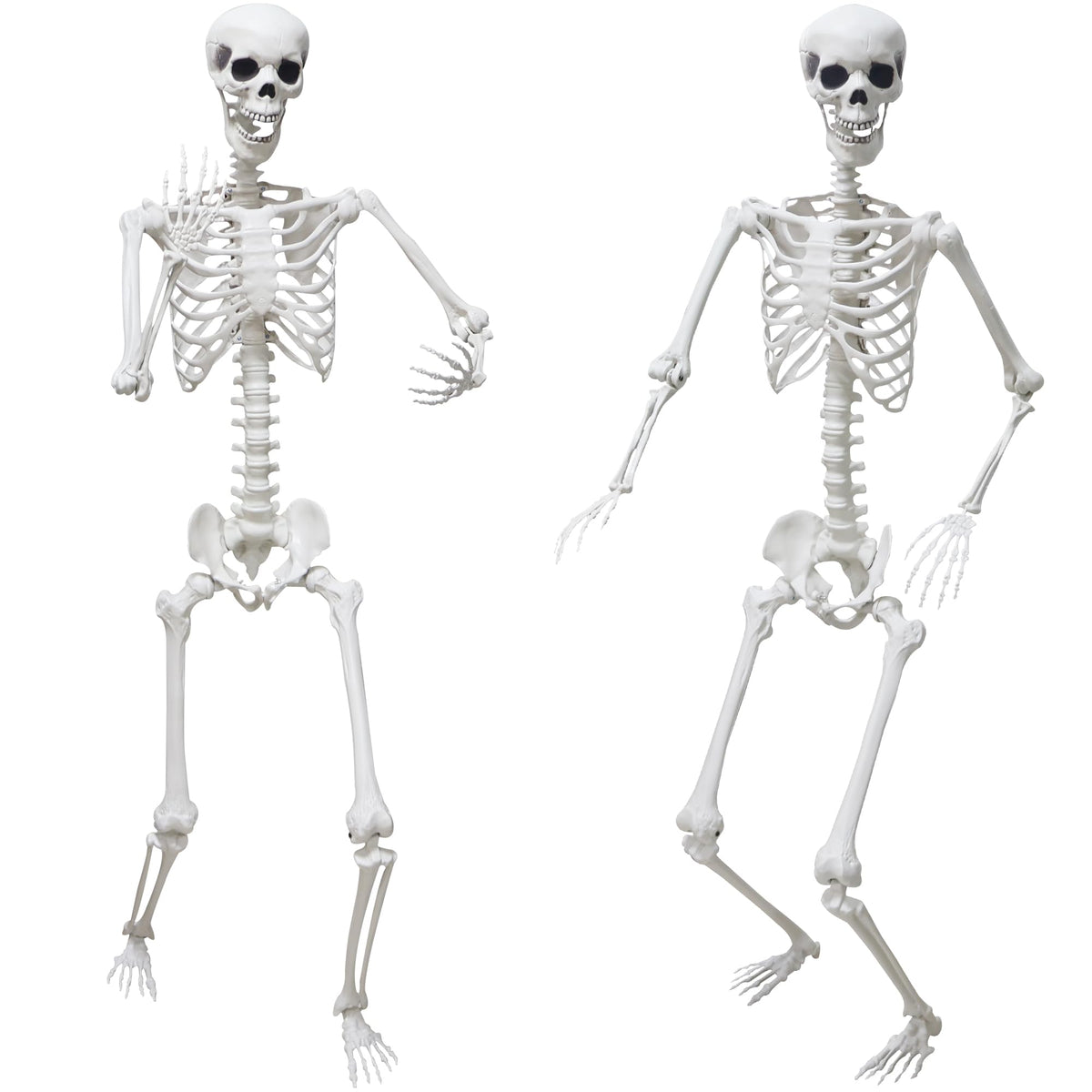 Hibsotco front-facing two skeletons showing realistic scale and spooky curb appeal
