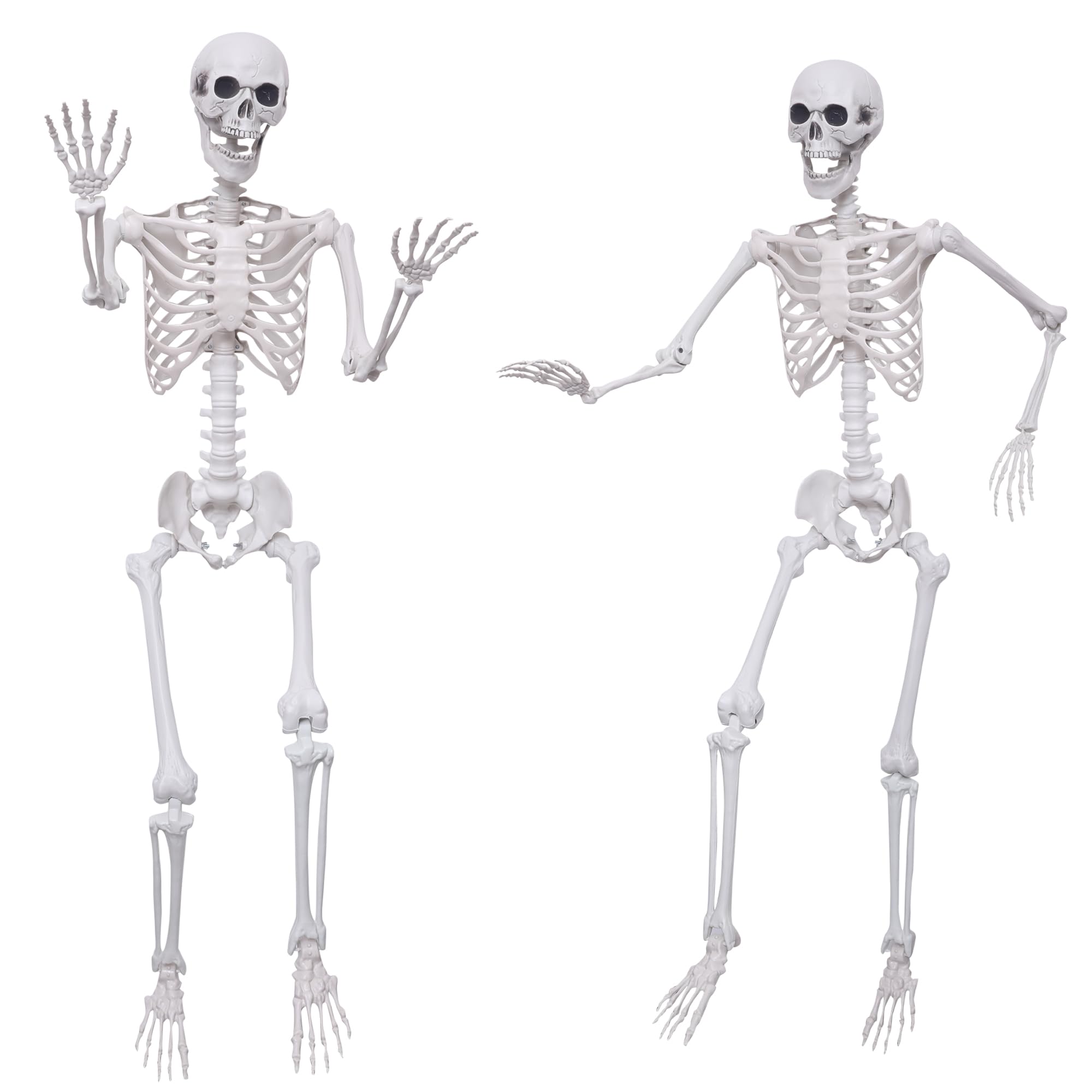 Hibsotco front view of both skeletons showing full 5.4ft height and realistic look