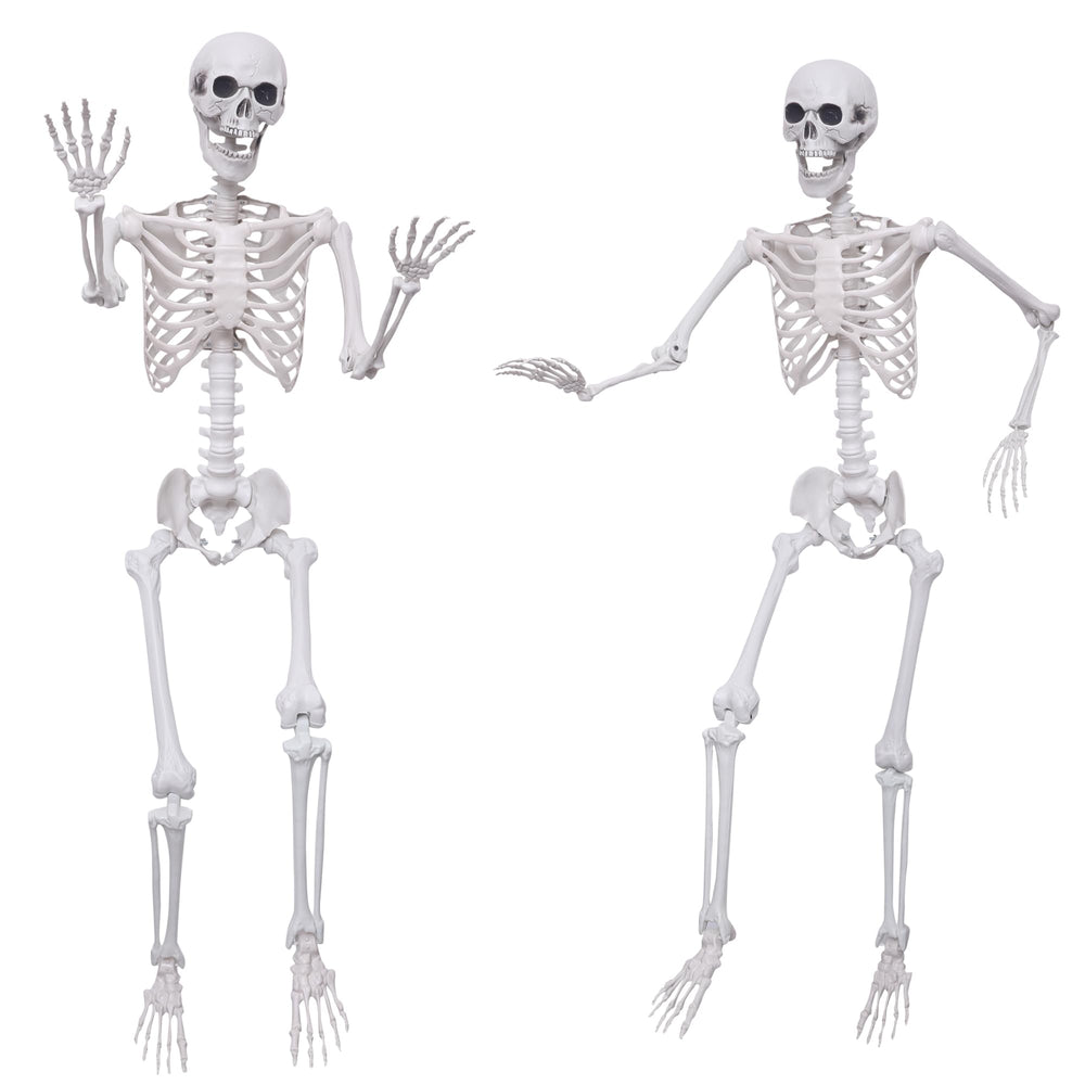 Hibsotco front view of both skeletons showing full 5.4ft height and realistic look