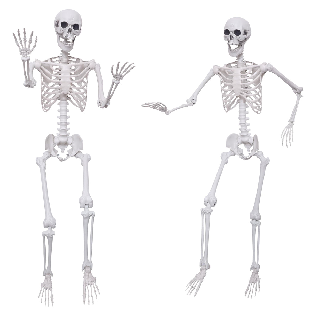 Hibsotco front view of both skeletons showing full 5.4ft height and realistic look