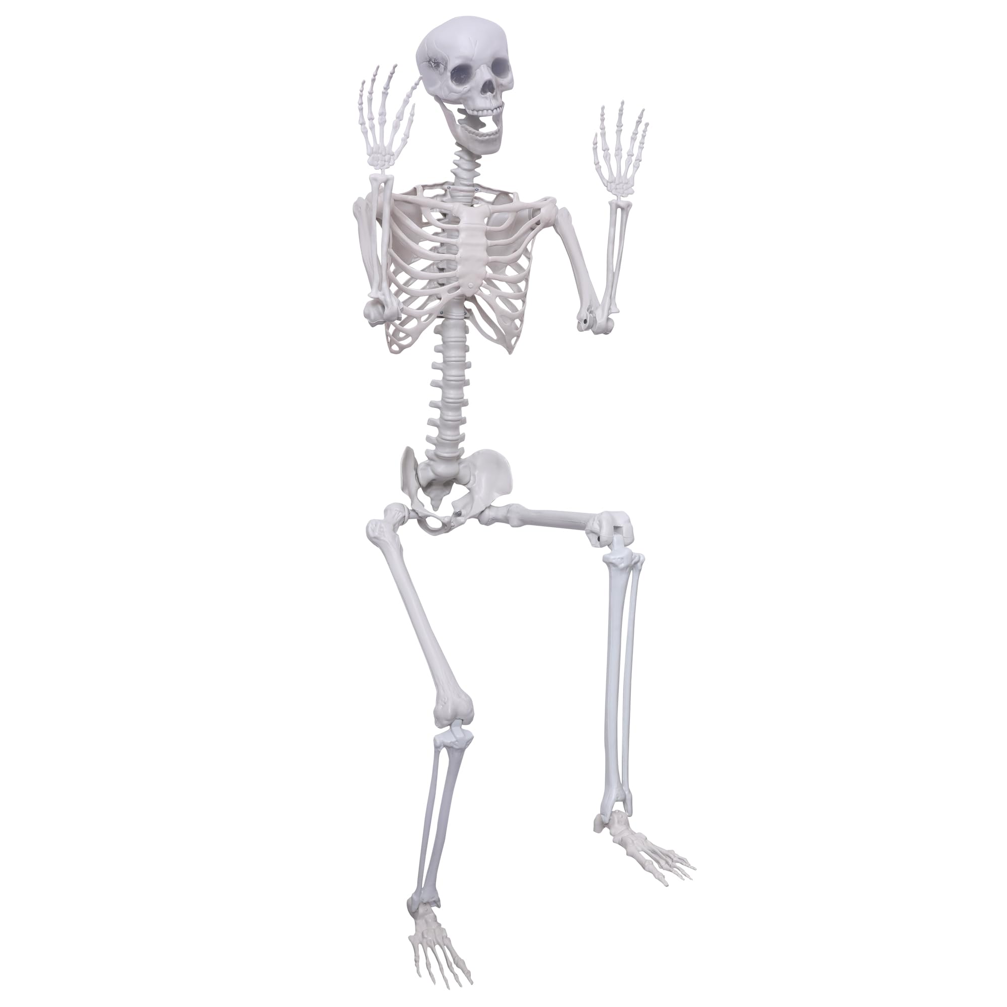 Hibsotco front view of full skeleton showing height and realistic pose benefit