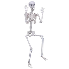 Hibsotco front view of full skeleton showing height and realistic pose benefit