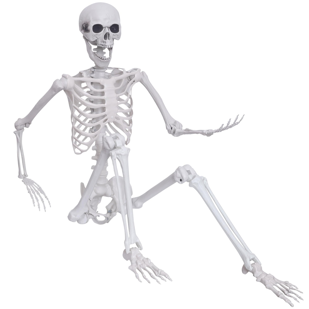 Hibsotco skeleton front view showing full life-size height and realism